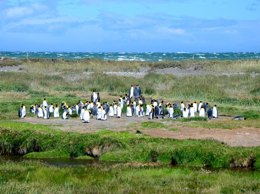 Parque Pinguino Rey景点图片