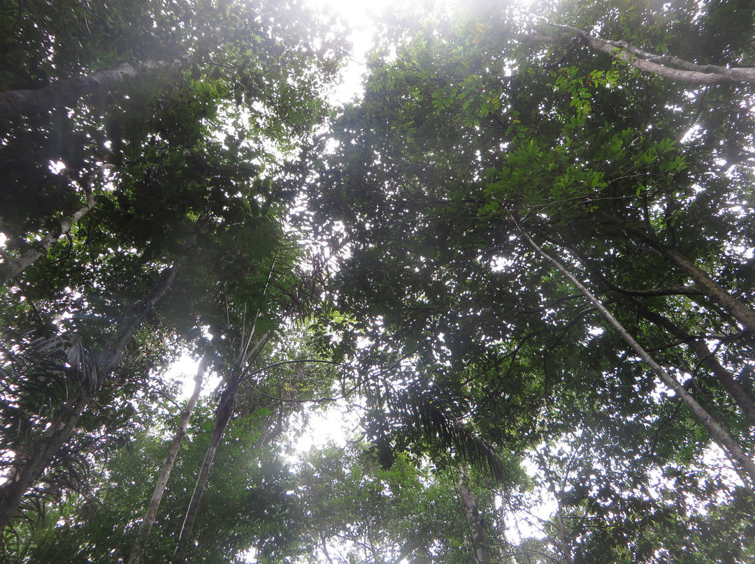 Amazon Tree Climbing景点图片