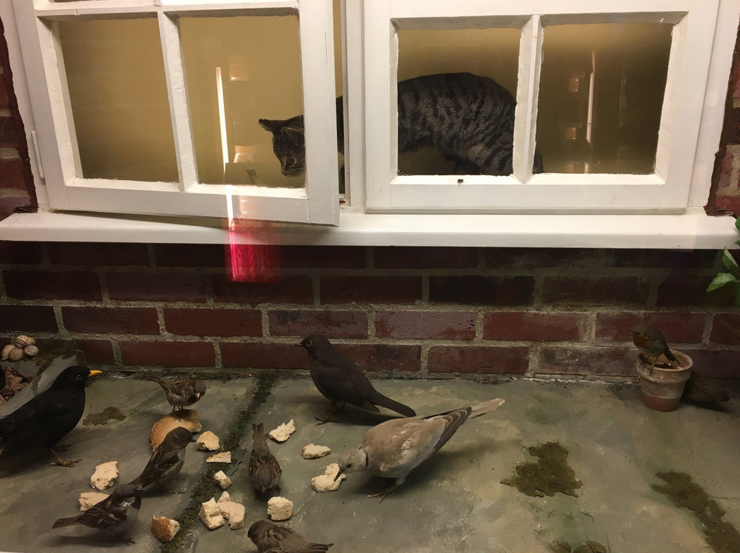 Colchester's Natural History Museum景点图片