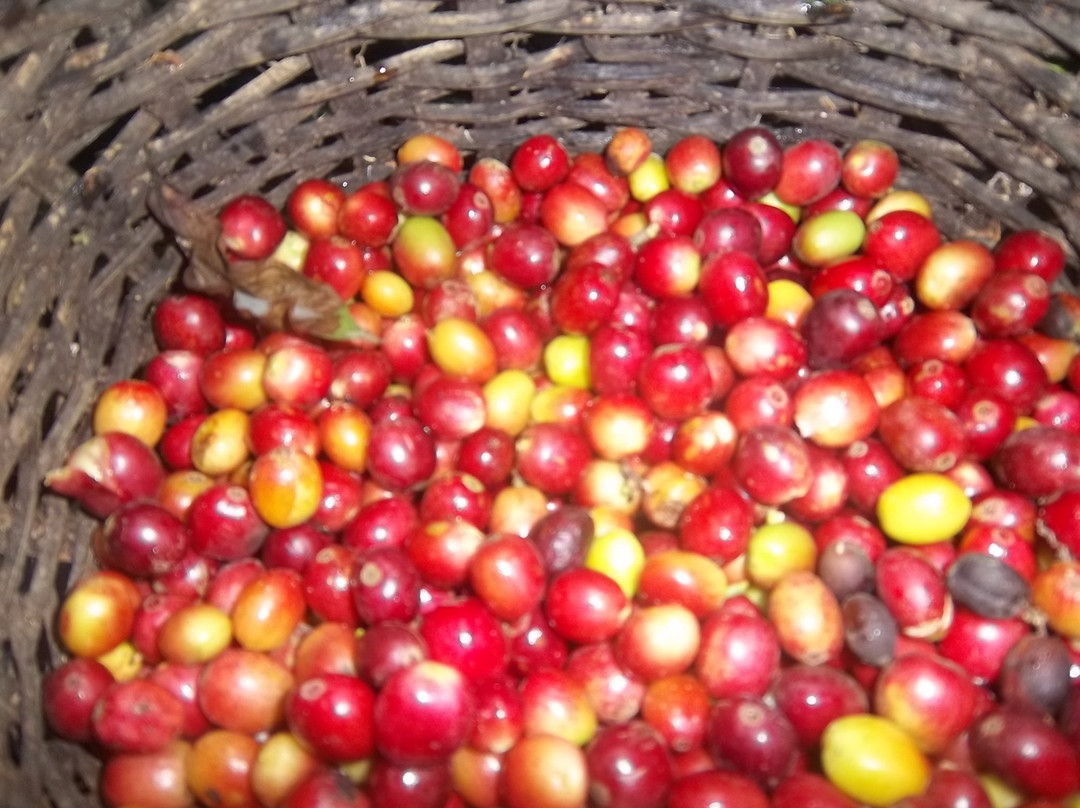 Cafe La Arzacia-萨伦托必去景点