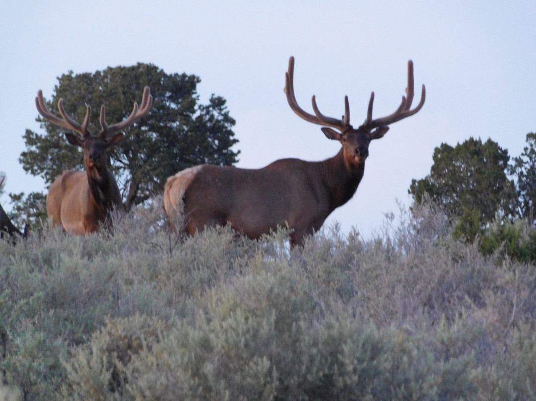 Paragon Skydive-大峡谷国家公园必去景点