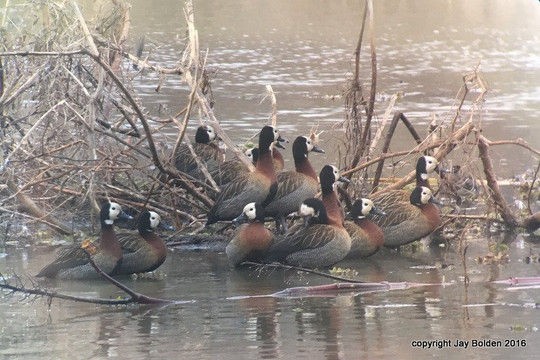 Birding Buenos Aires-布宜诺斯艾利斯必去景点