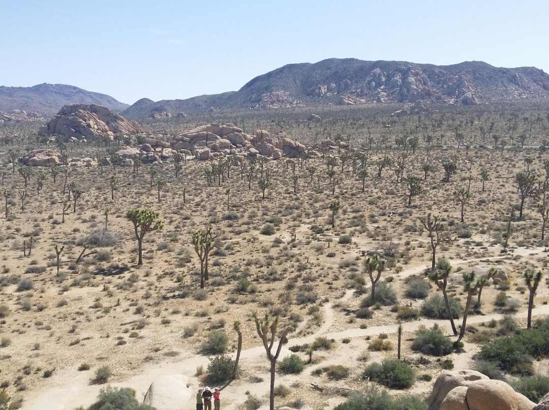 Joshua Tree Rock Climbing School-约书亚树国家公园必去景点