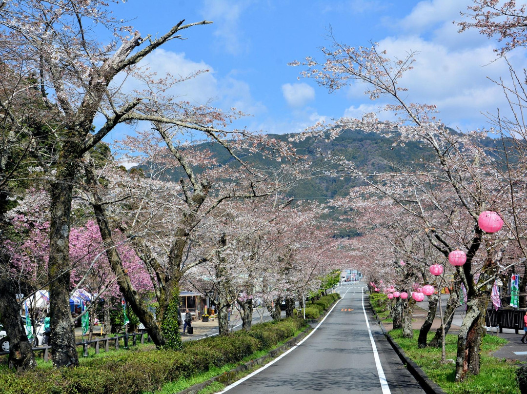 Kawane Cherry Blossom Festival景点图片