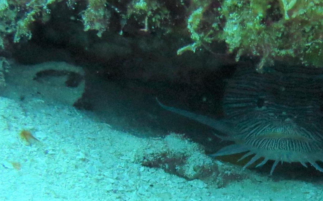 El Paso del Cedral Reef-考祖梅必去景点