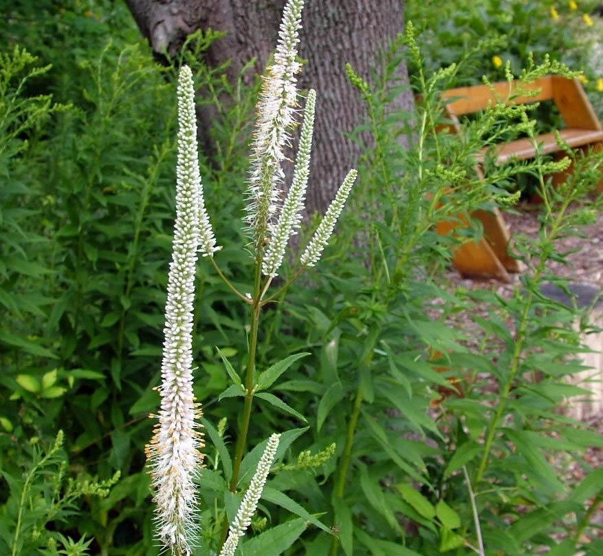 Calvin Ecosystem Preserve & Native Gardens-大急流市必去景点