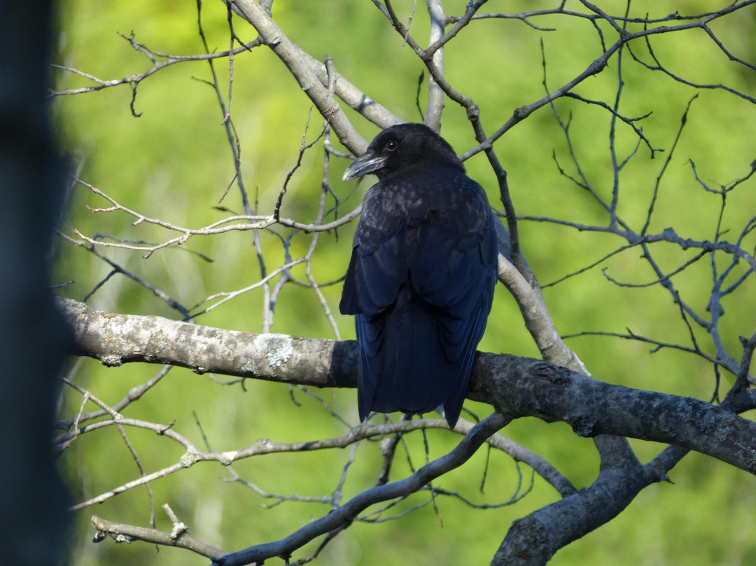 Fort Creek Conservation Area-苏圣玛丽必去景点