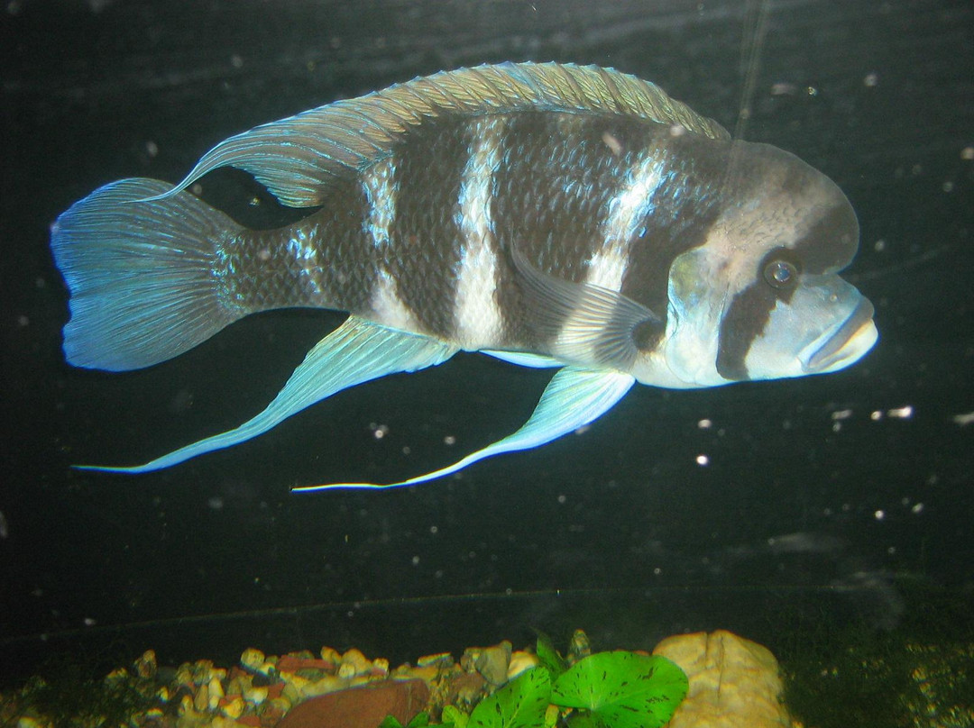 Aquarium Exhibit Hall-车里雅宾斯克必去景点