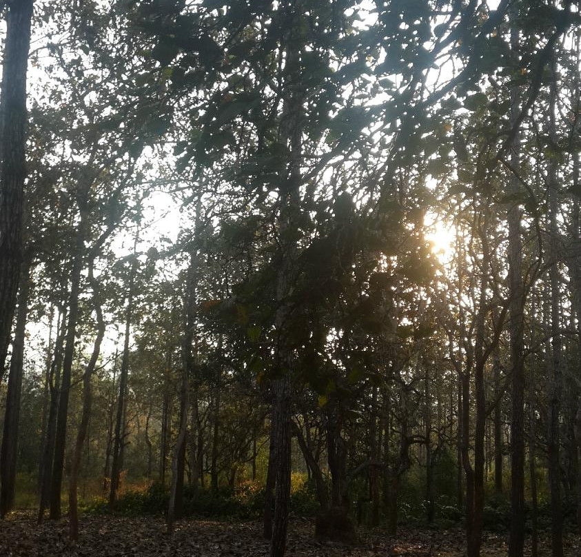 Thung Salaeng Luang National Park景点图片