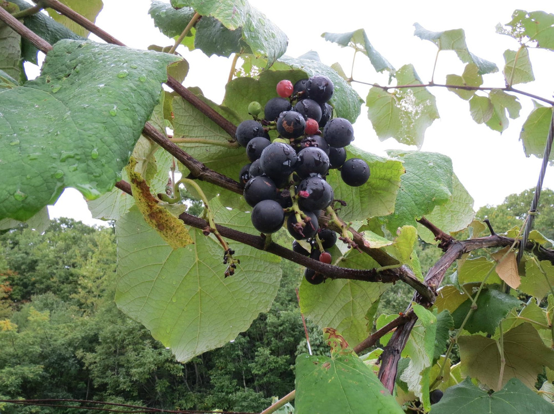 Miharashi Ogihara Fruit Garden-深川市必去景点