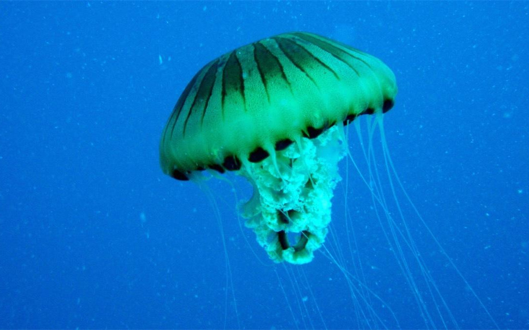 Diving Rabac-拉巴克必去景点