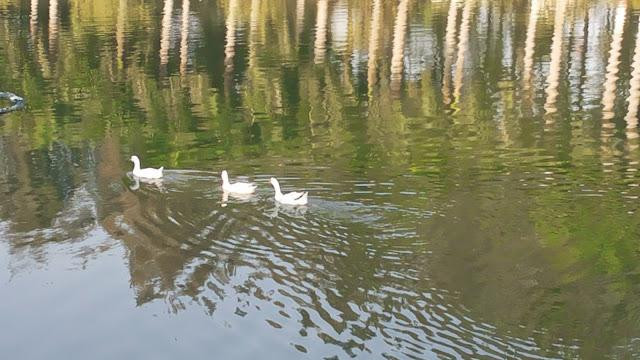Mirasol Lake Garden-达曼必去景点