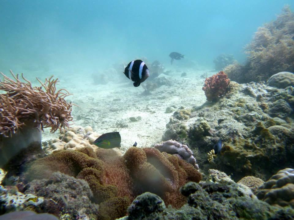 Divepuertoprincesa Dive Center-公主港必去景点