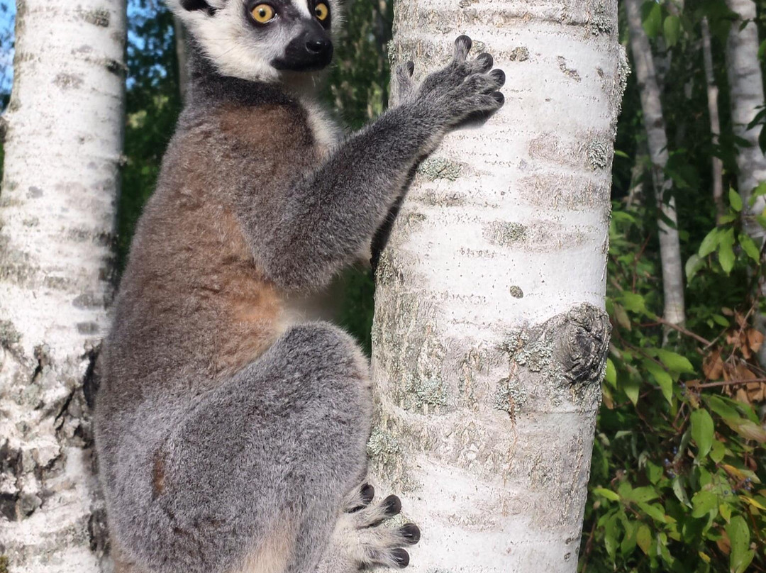 Ringtail Ranch and Rescue-Wainfleet必去景点