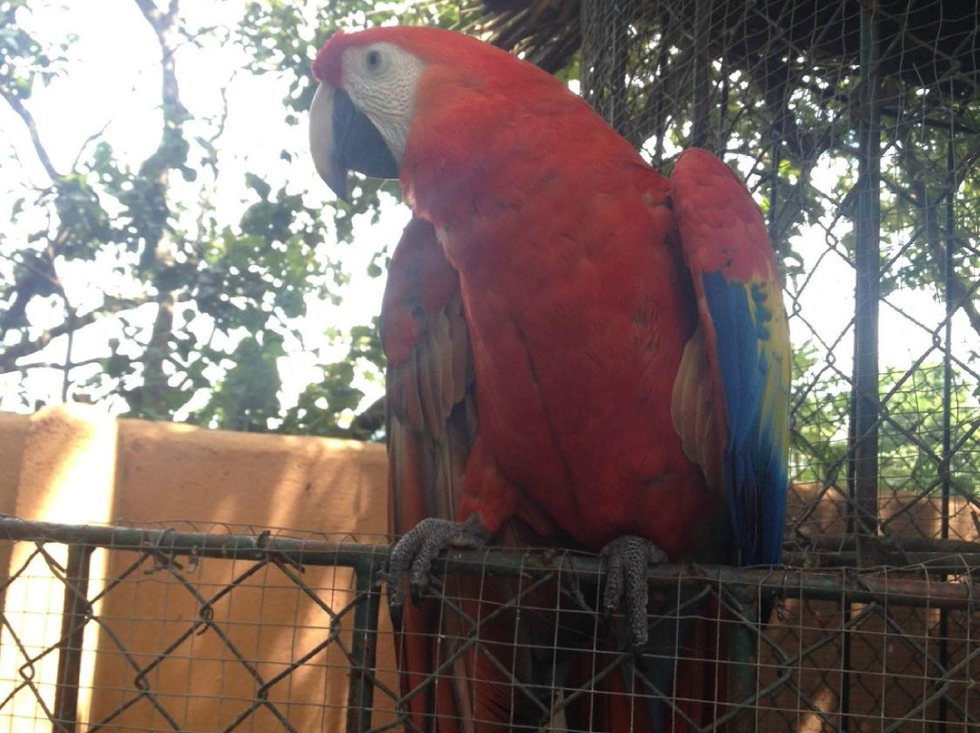 International Animal Rescue Costa Rica景点图片