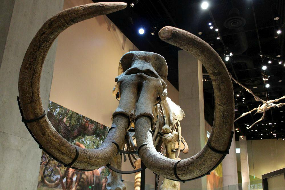 佩洛特自然科学博物馆-达拉斯必去景点