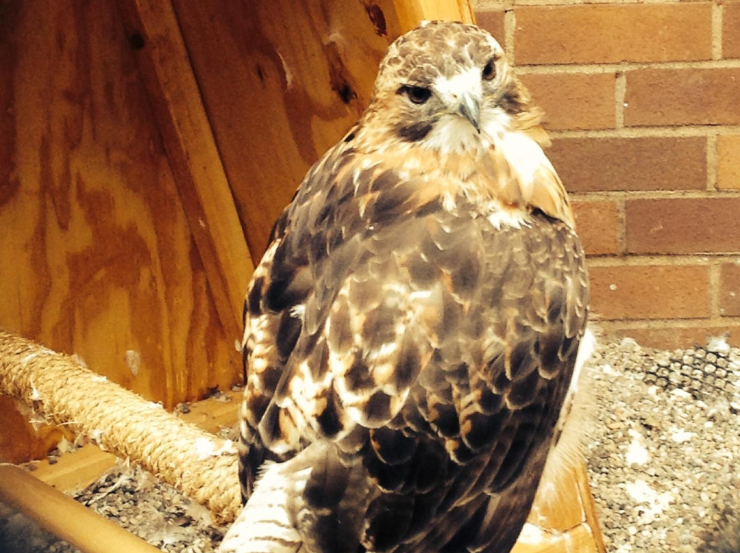 The Raptor Center-圣保罗必去景点