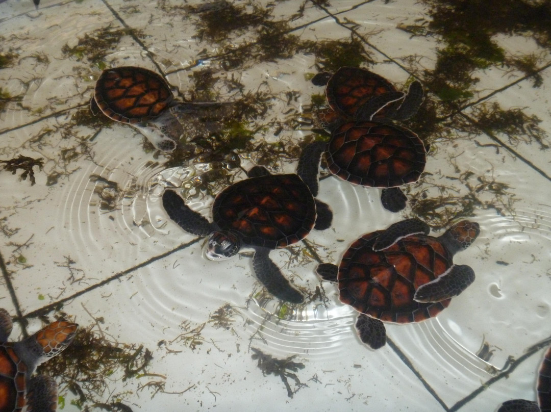 Deluang Sari Turtle Conservation Center-南湾必去景点