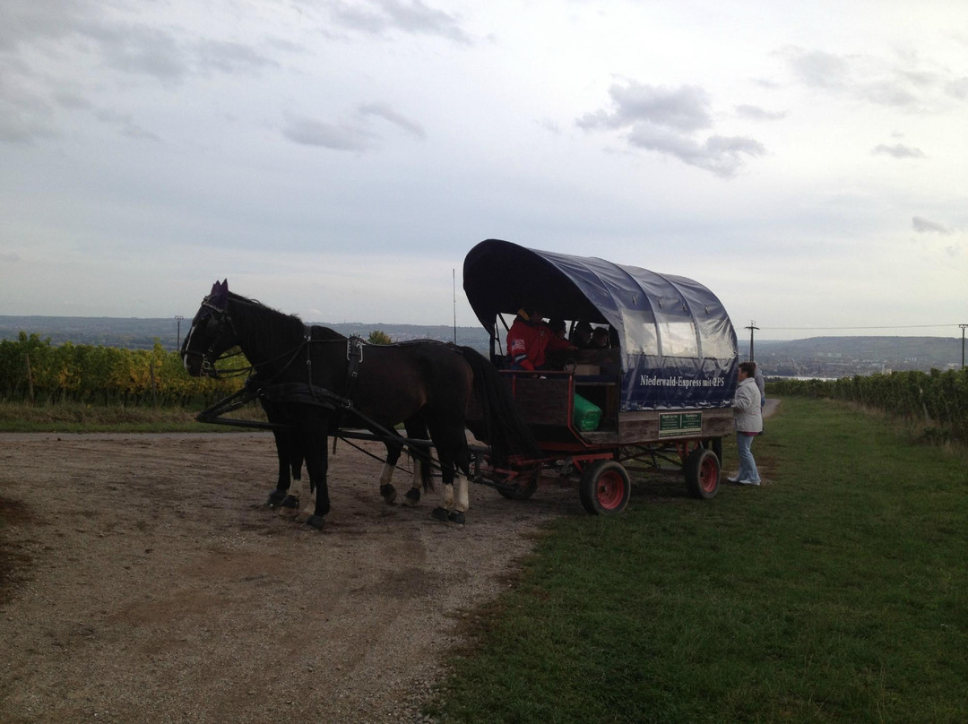 EvenTours Rheingau Tours景点图片