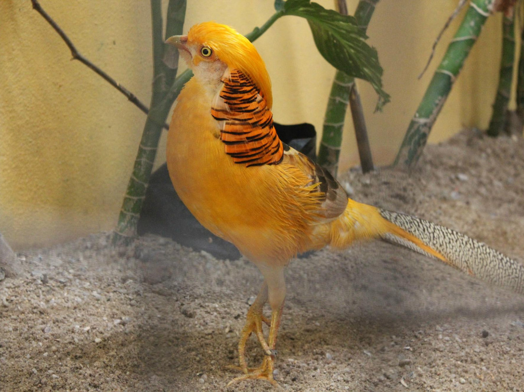 兰卡威野生动物园-兰卡威必去景点