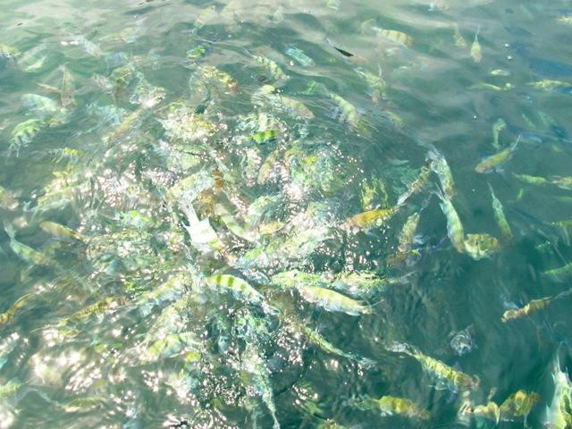 丹岛-苏梅岛必去景点