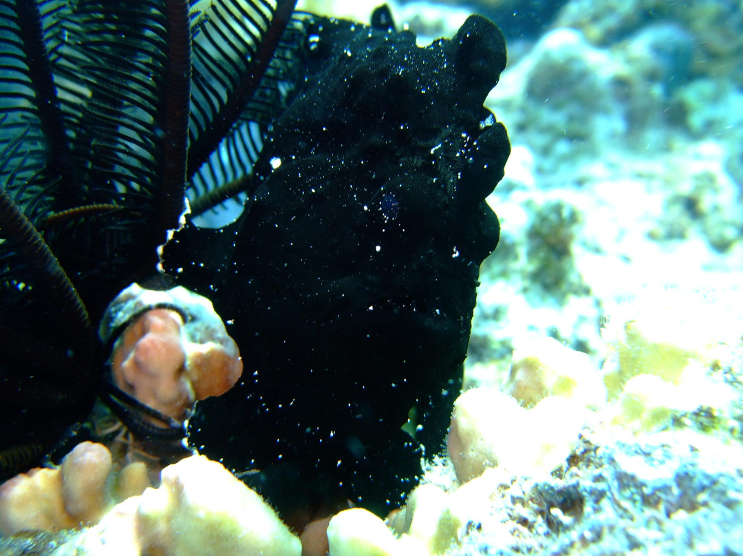 African Divers Nuweiba-努威巴必去景点