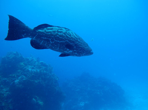 Plongee Grand Cozumel Diving-考祖梅必去景点