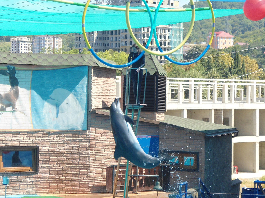 Adler Dolphinarium-索契必去景点