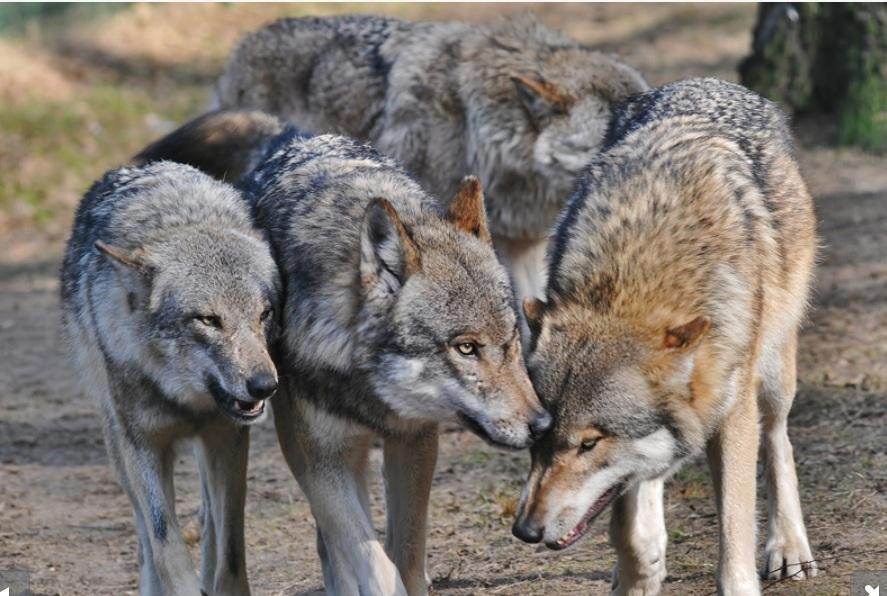 Wildpark Frankenhof-Reken必去景点