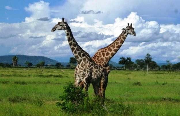 Watu Safaris (t) Ltd-莫洛哥罗必去景点