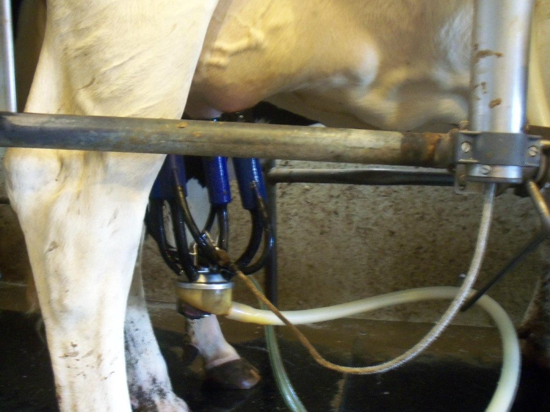 Walk-Le Holsteins Dairy Farm景点图片