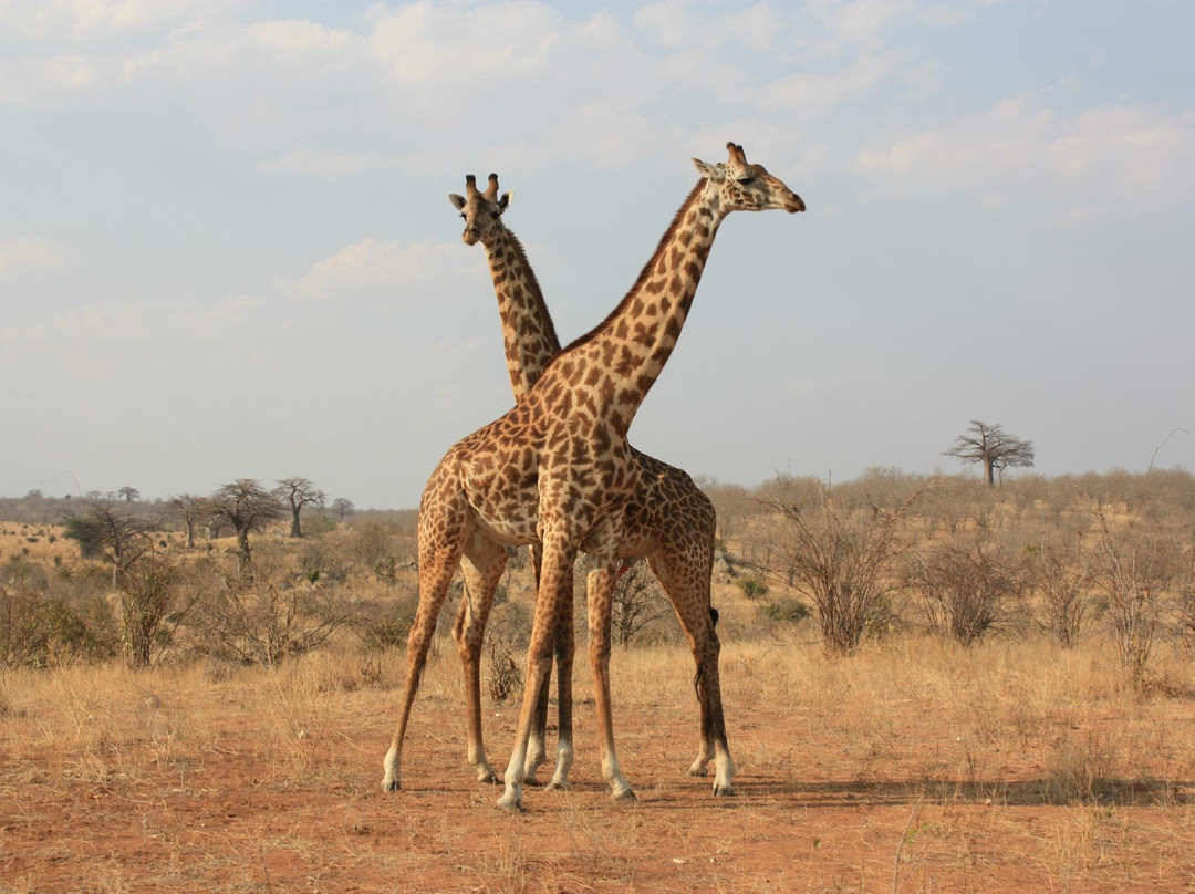 Gazelle Safaris景点图片