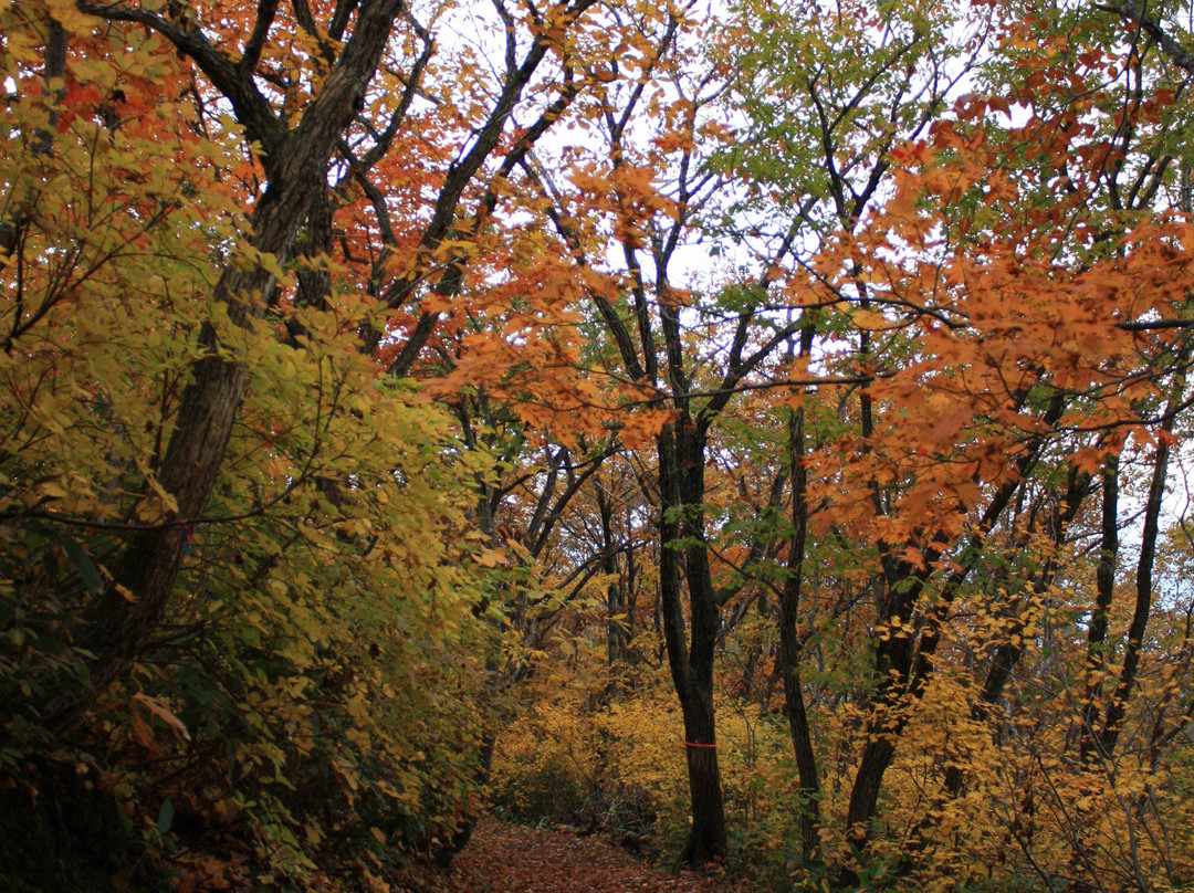 Zao Bodaira Highlands-上山市必去景点