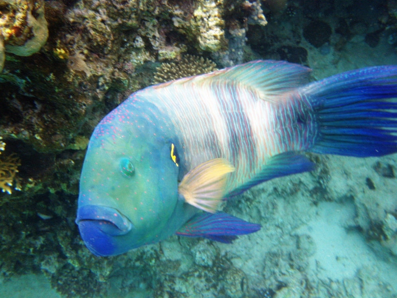 Coral Beach Nature Reserve-埃拉特必去景点
