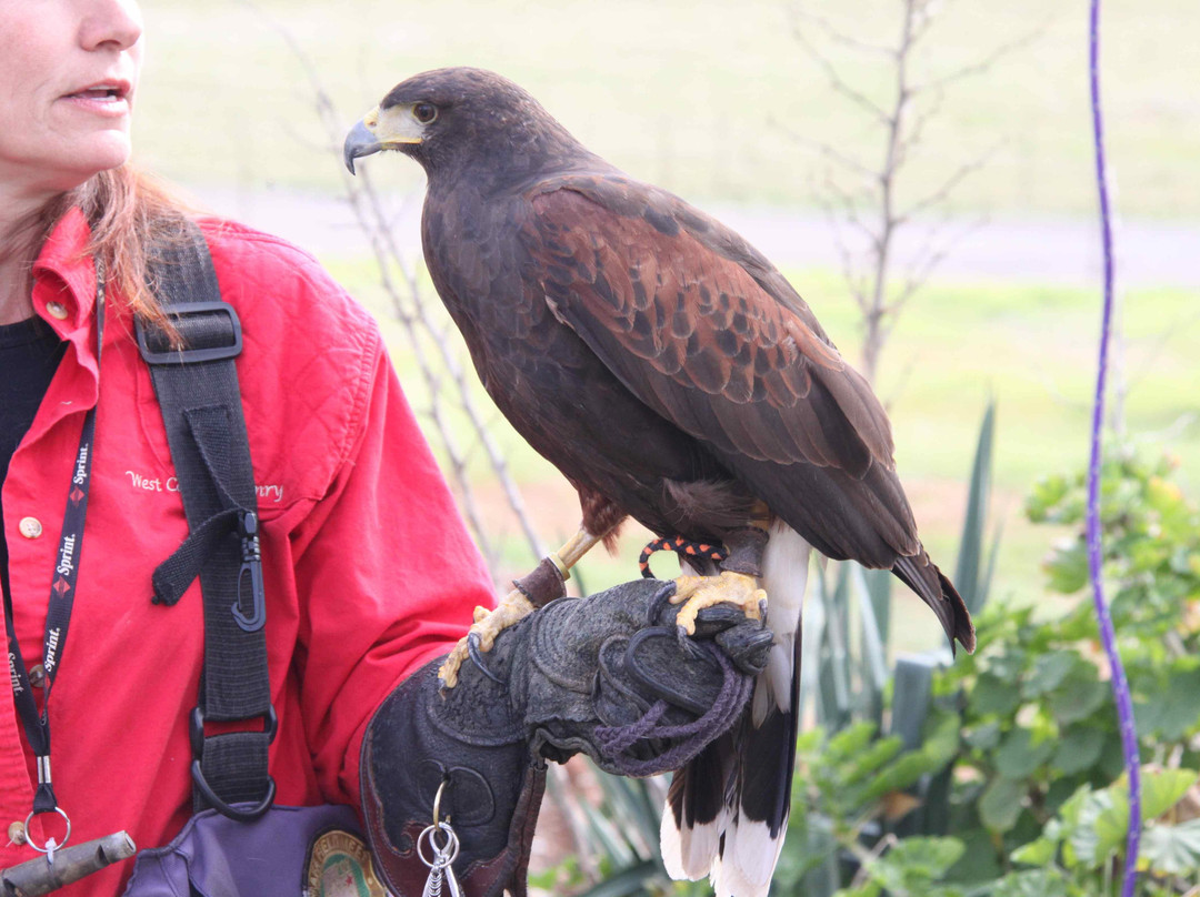 West Coast Falconry景点图片