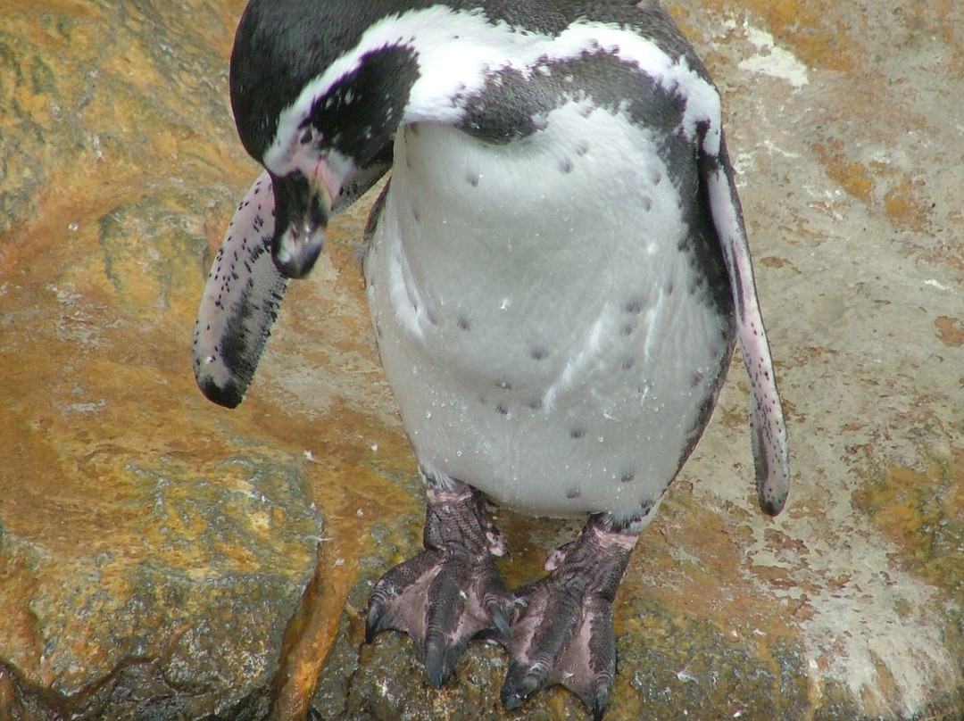 城崎水族馆-丰冈市必去景点