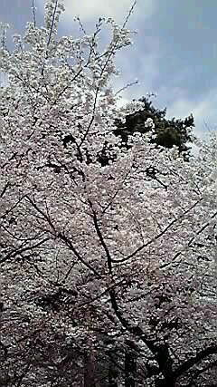 Saitama Prefecture Omiya Park-埼玉市必去景点