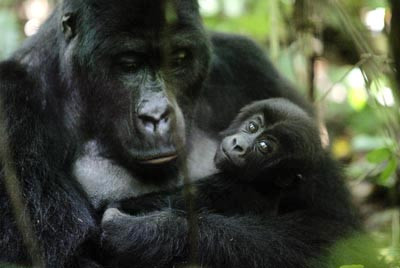 Virunga National Park - Mount Nyiragongo & Mountain Gorilla Treks景点图片