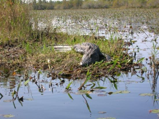 Okefenokee Swamp Park-Waycross必去景点