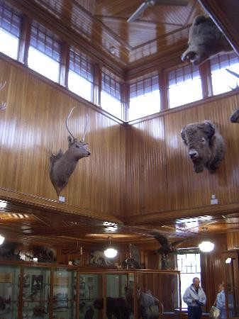 Banff Park Museum-班夫必去景点