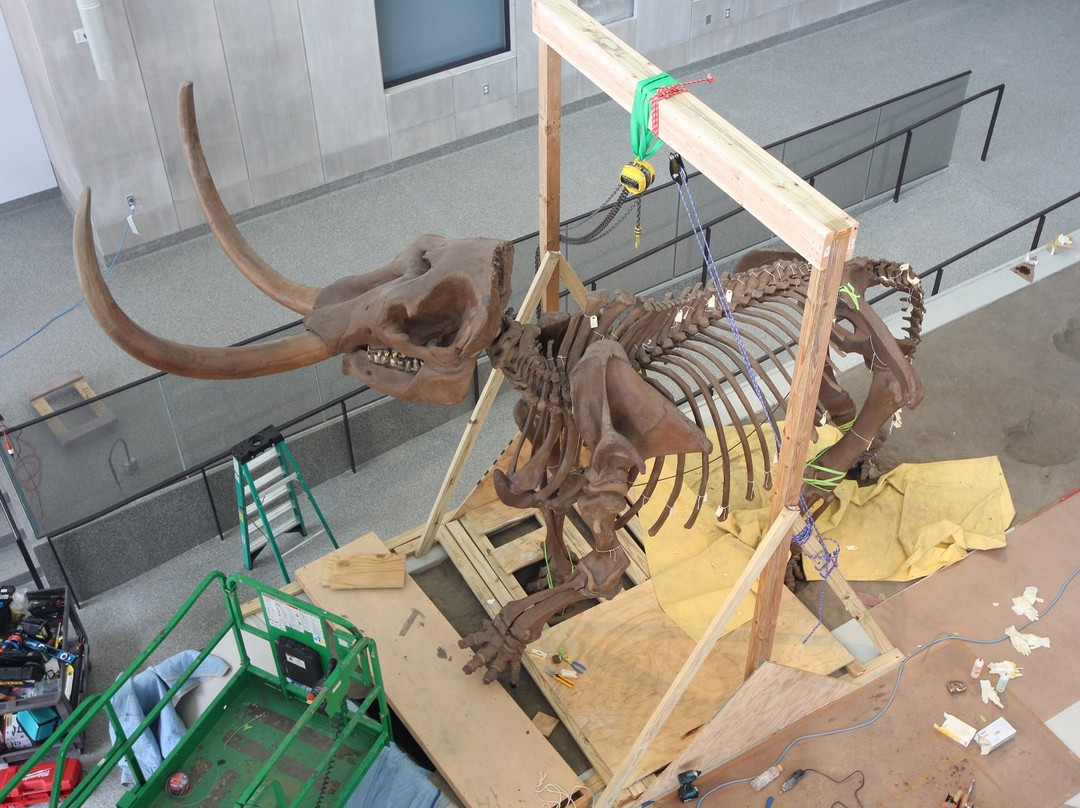 University of Michigan Museum of Natural History-安娜堡必去景点