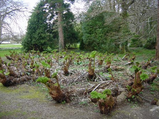 Muckross House, Gardens & Traditional Farms-基拉尼必去景点