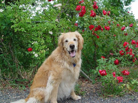 Healdsburg Wine Tours-希尔兹堡必去景点