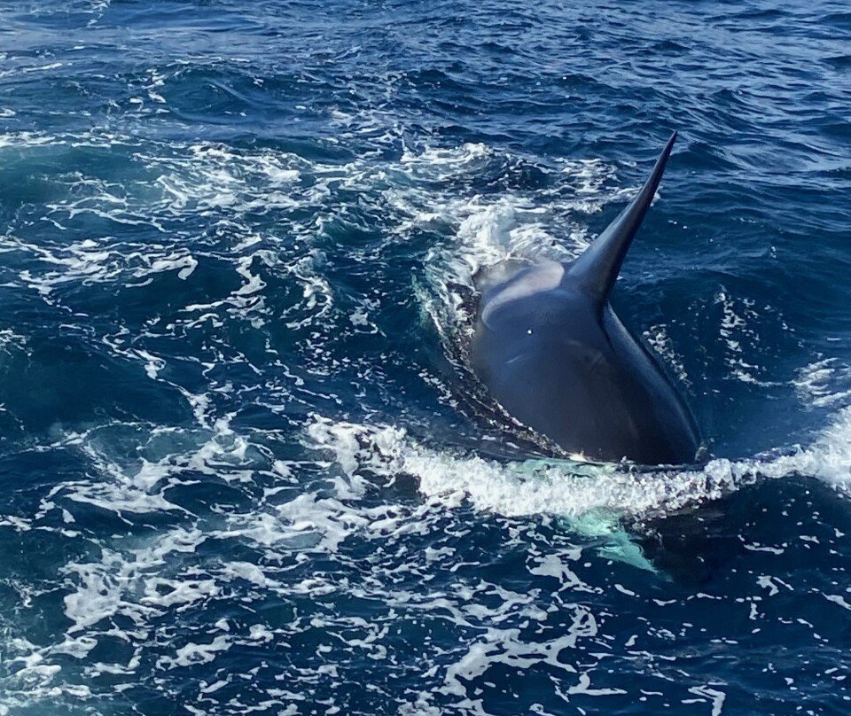 Bremer Canyon Killer whale Expeditions-Bremer Bay必去景点