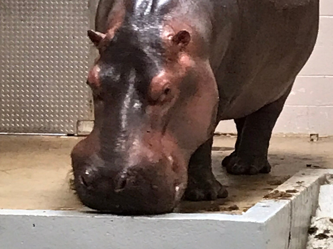 Topeka Zoo and Conservation Center-托皮卡必去景点