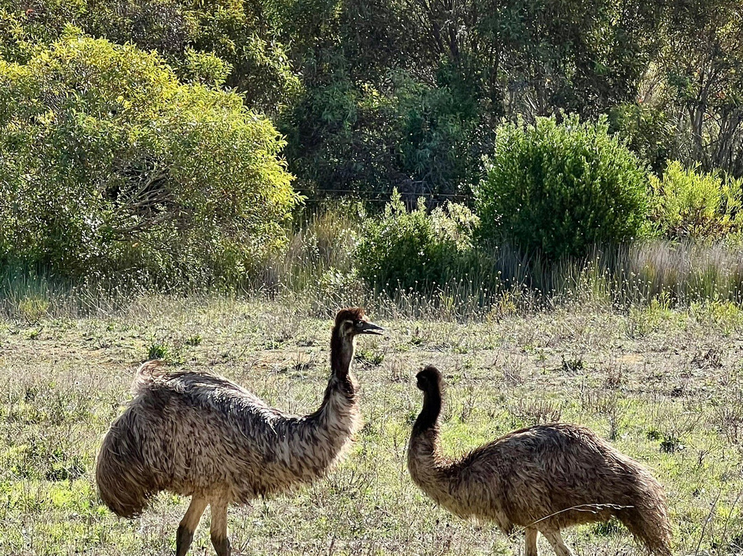 Gawler Ranges Wilderness Safari Day Tour-Wudinna必去景点