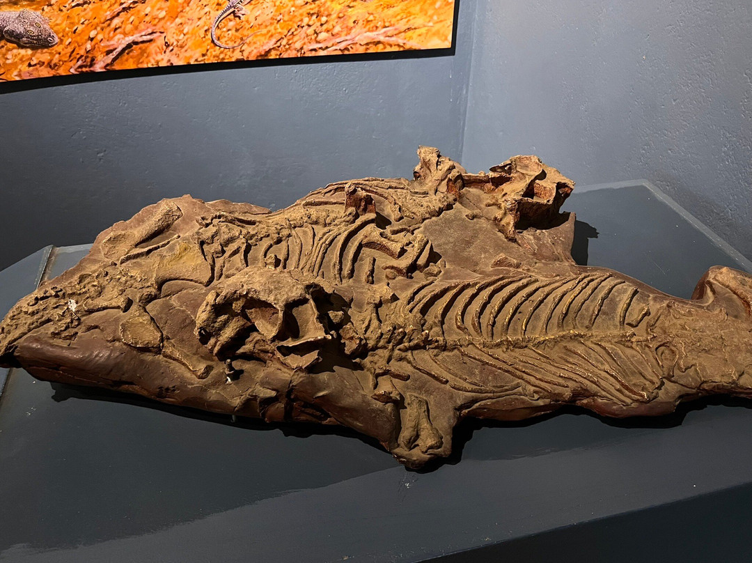 Kitching Fossil Exploration Centre-Nieu-Bethesda必去景点