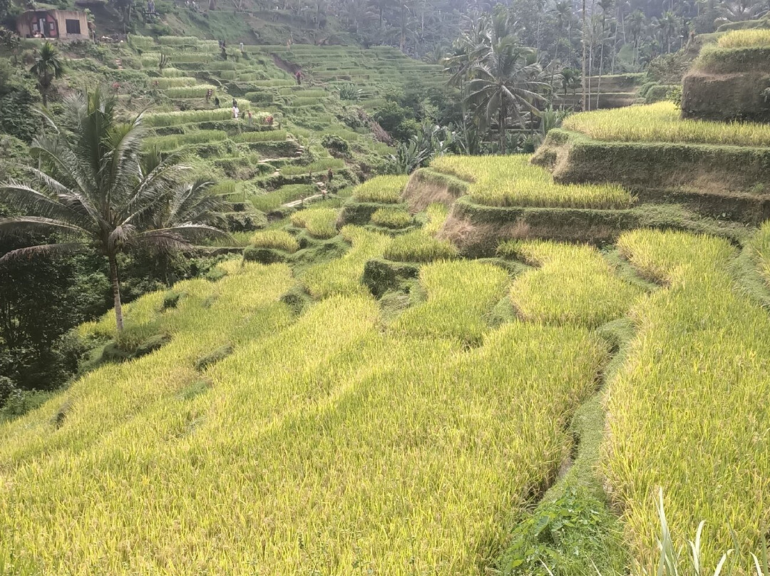 Ubud Bali Made Tour-乌布必去景点