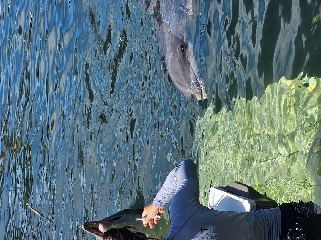 Dolphins Plus Marine Mammal Responder景点图片