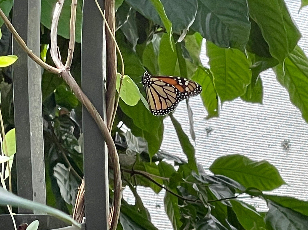 Lukas Nursery & Butterfly Encounter-Oviedo必去景点